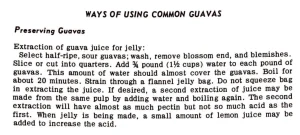 Ways of Using Common Guavas